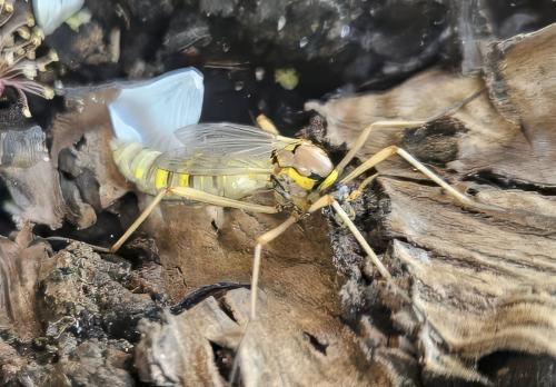 Ctenophora sp.